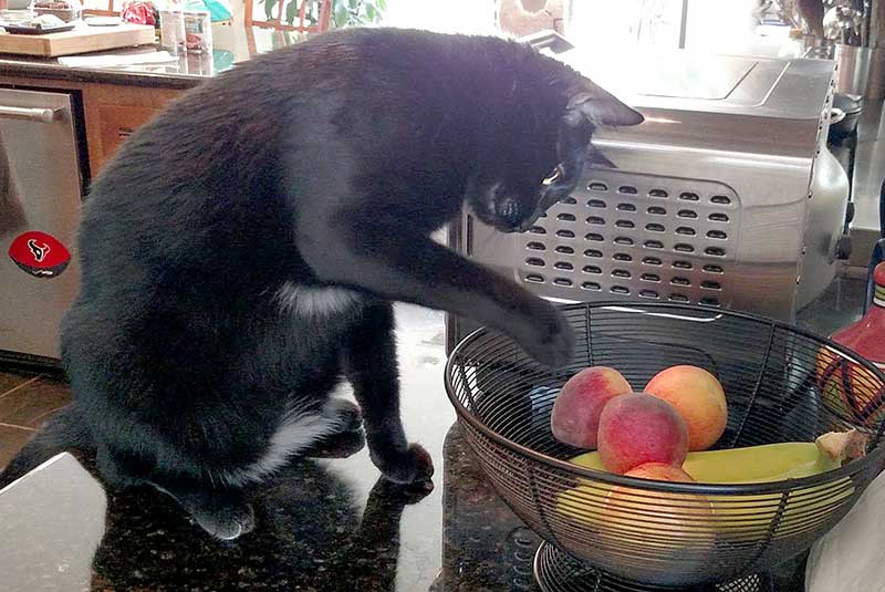 Dr. Laura Badeau - cat plays with fruit