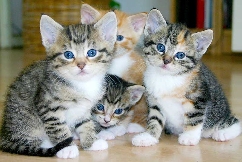 Cute kittens at Tanglewood Animal Hospital in Houston