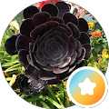 florhmx